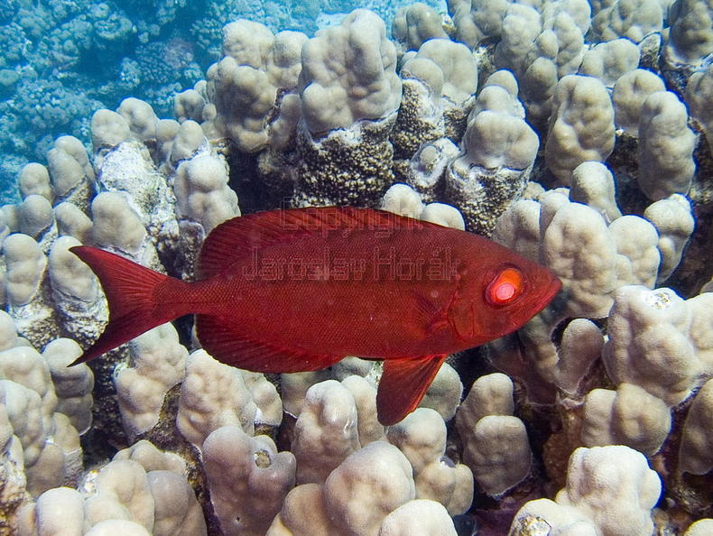 DSCF8439 cervena ryba.jpg